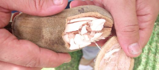 Kalsiyum C Vitamini İçeren Besinler